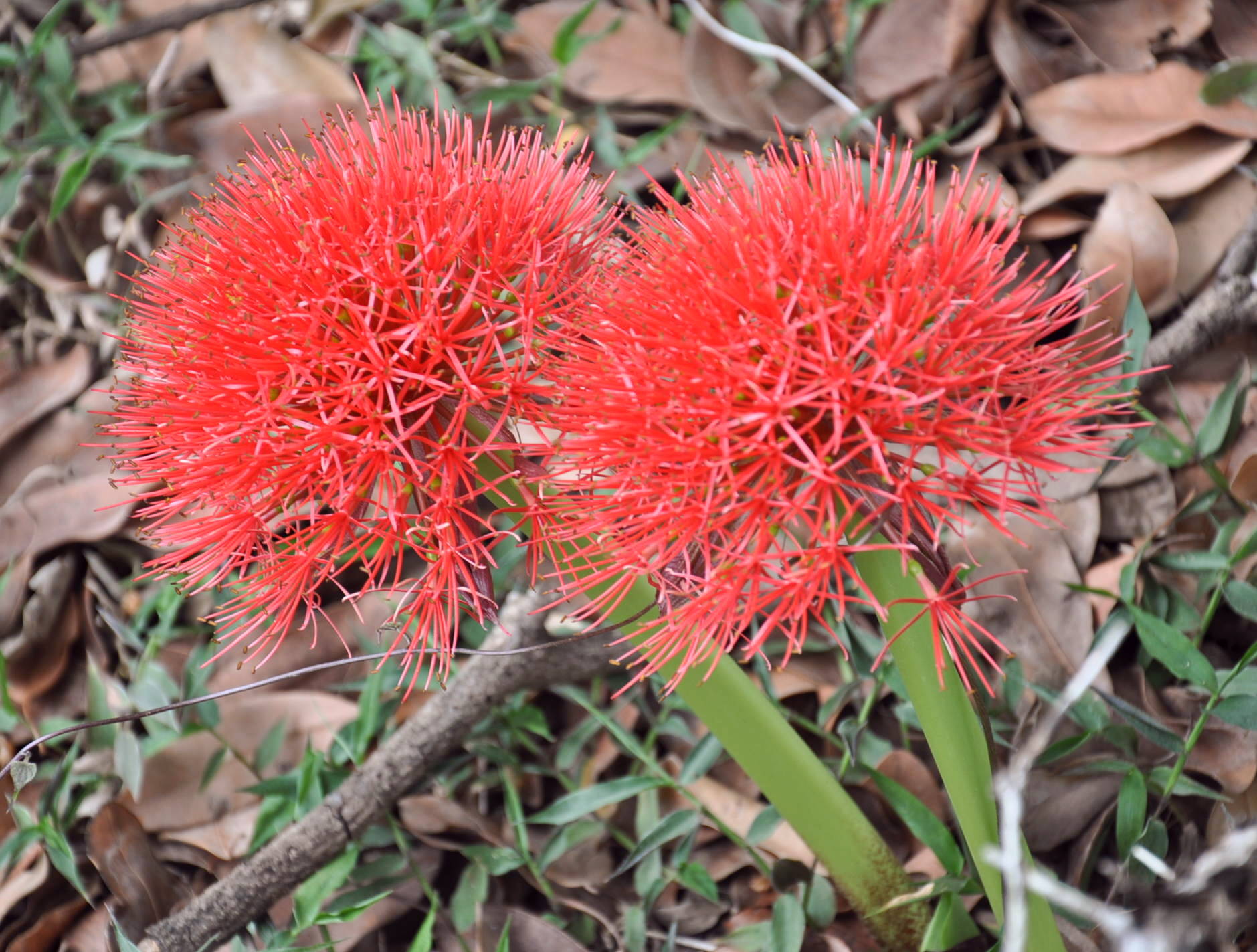 blood lily